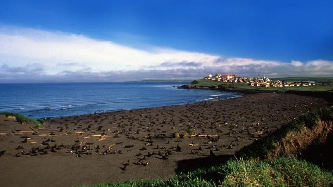Photo of St George Island with fur seals